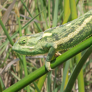Lower Zambezi - Flap-necked chameleon